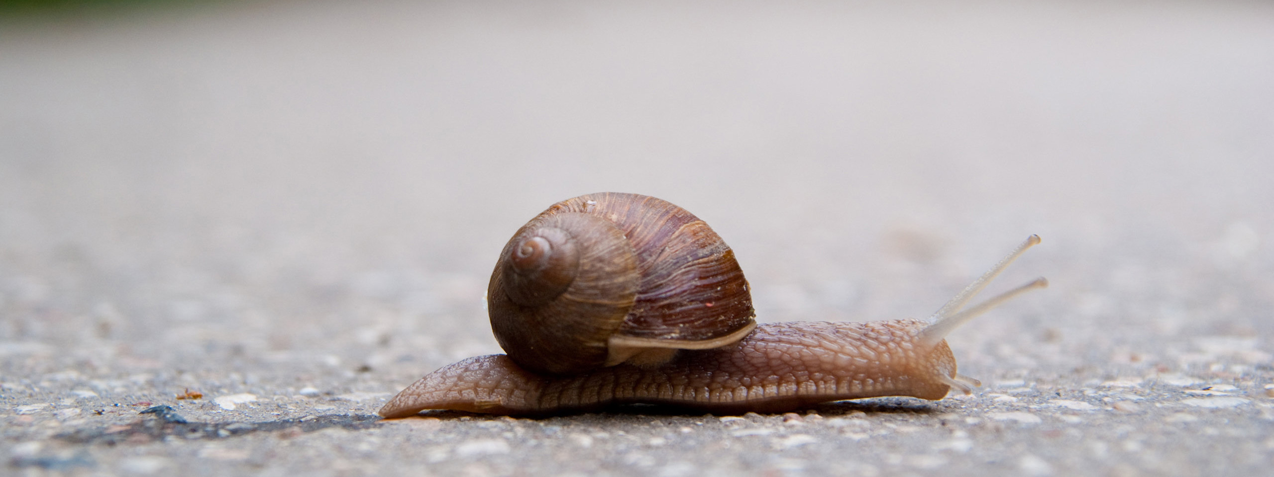 Slow as a snail